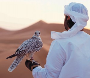 Falke Wueste Abu Dhabi