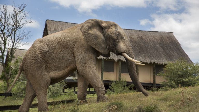 Read more about the article GORAH ELEPHANT CAMP