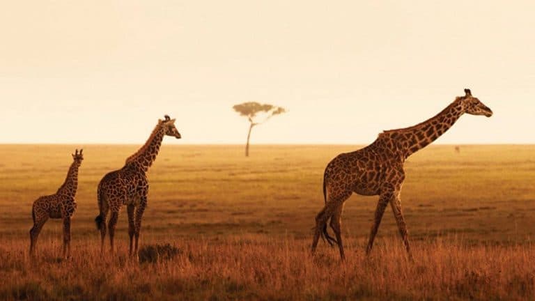 Read more about the article Four Seasons Safari Lodge Serengeti unterstützt Kampf gegen Wilderer
