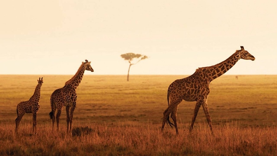 You are currently viewing Four Seasons Safari Lodge Serengeti supports fight against poachers