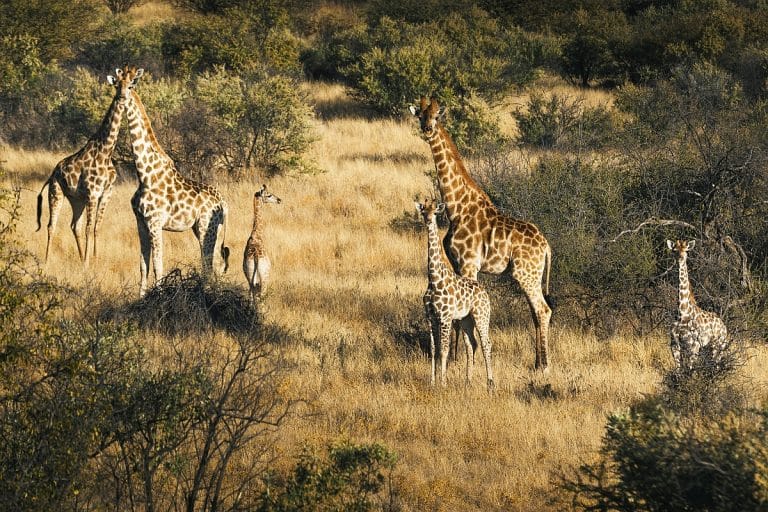 Read more about the article Omaanda: luxury in the savannah of Namibia